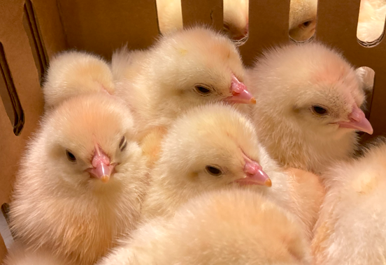 This photo shows the one-day-old chicks used in the experiments.